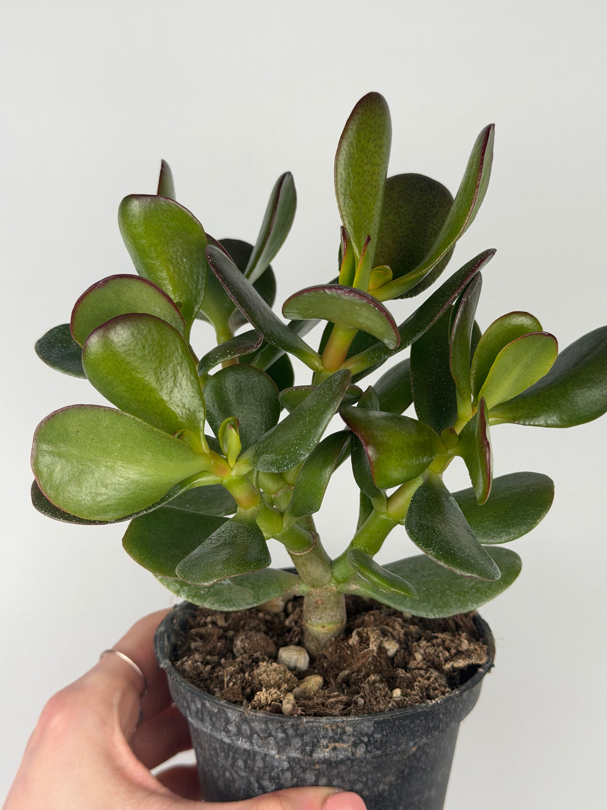 Crassula ovata Crassula Tropical Corner