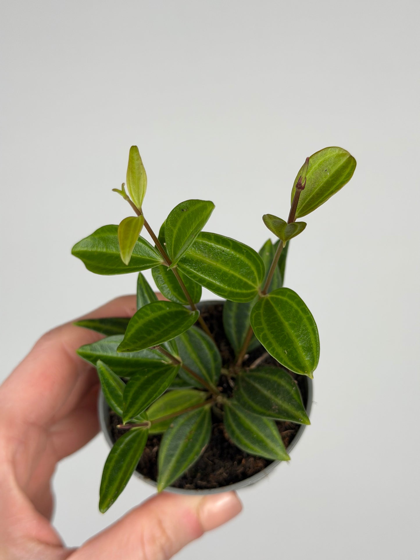 Peperomia 'Stripes' Peperomia Tropical Corner