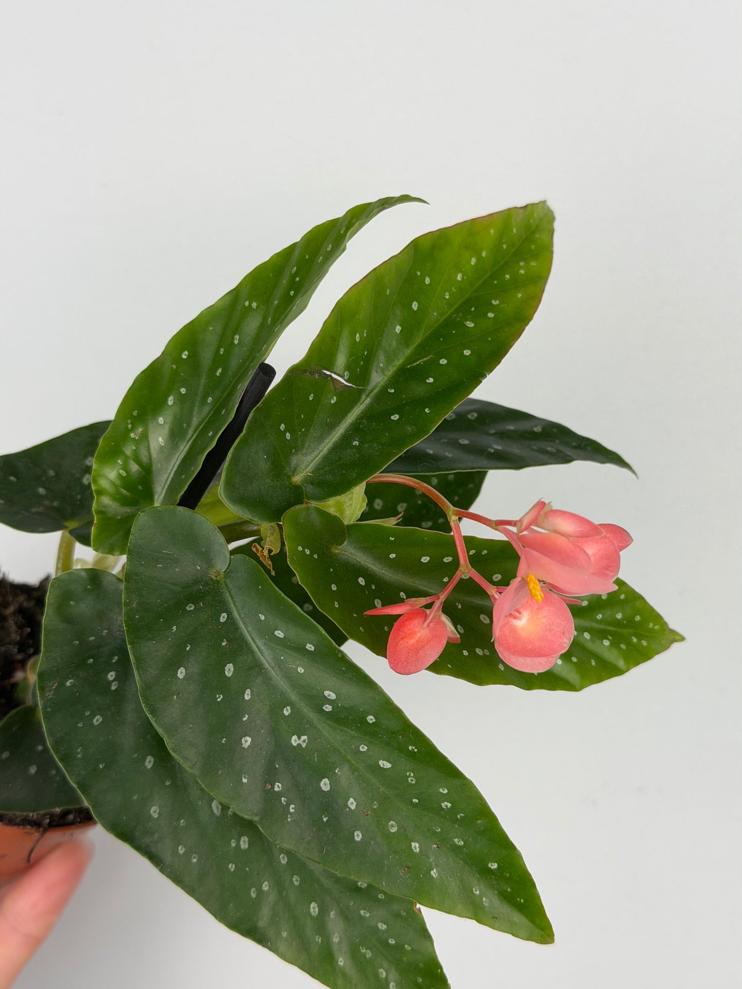 Begonia Albopicta