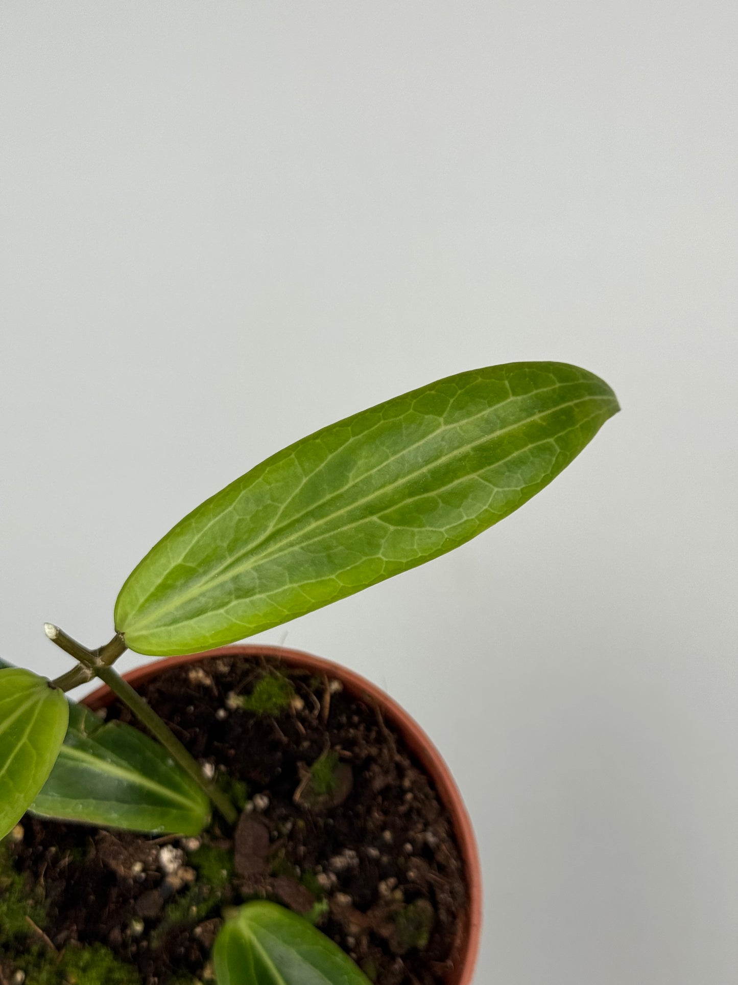 Hoya Soligamiana