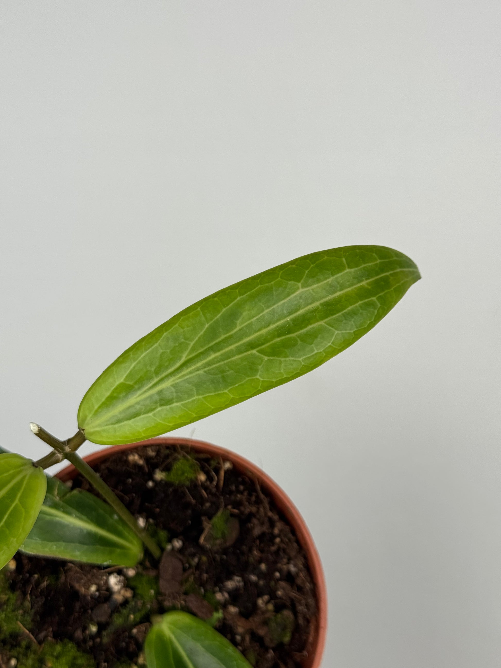 Hoya Soligamiana