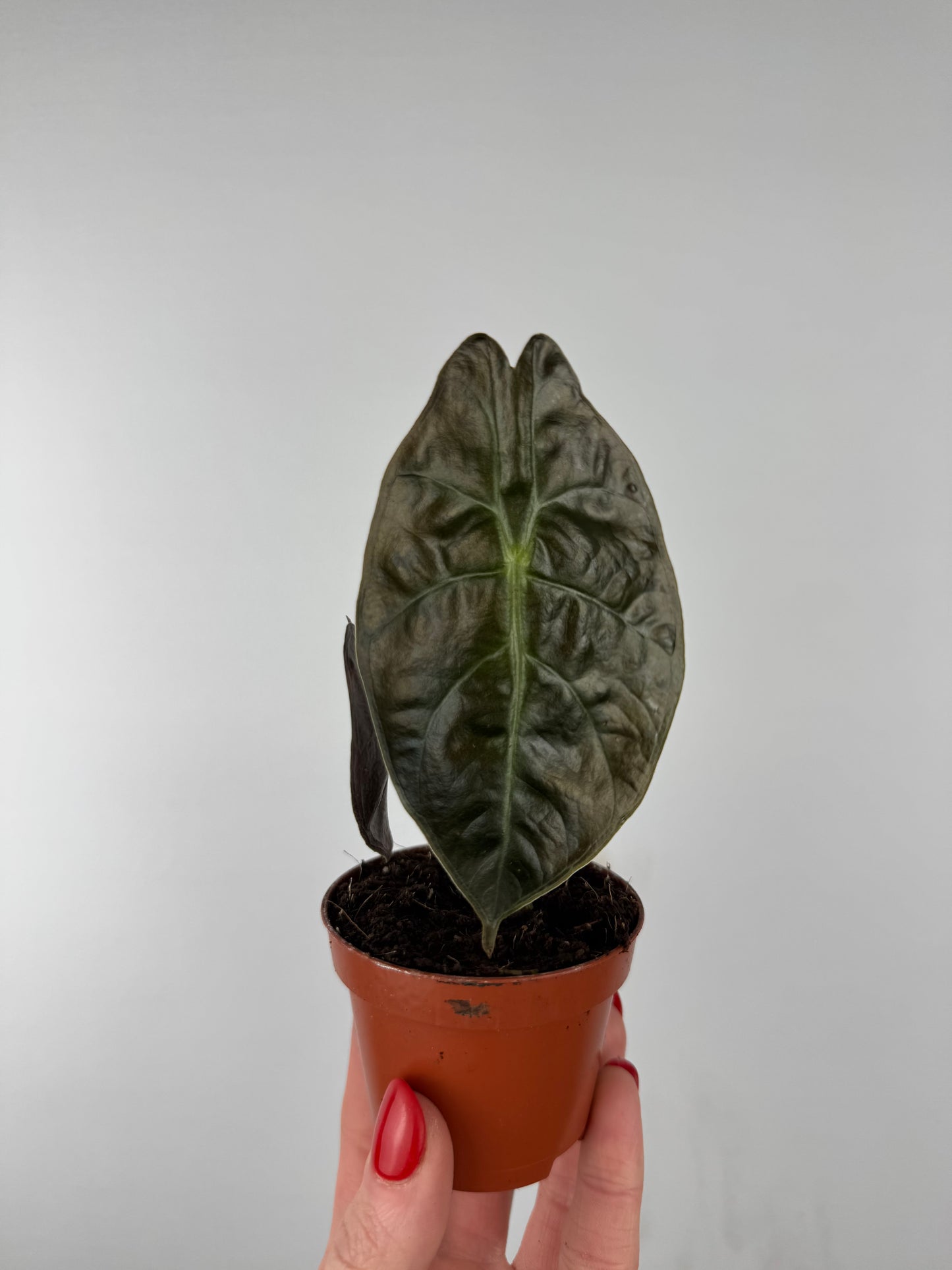 Alocasia Suhirmaniana “Red Petiole”