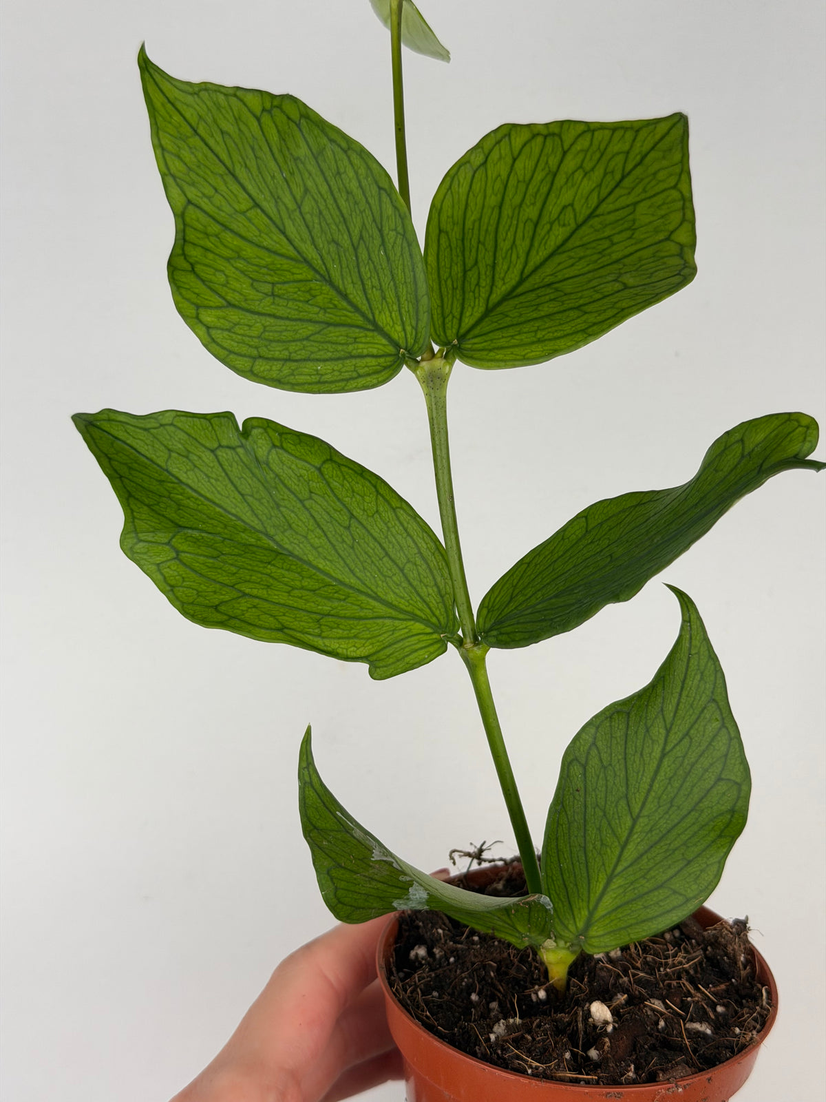 Hoya Polyneura