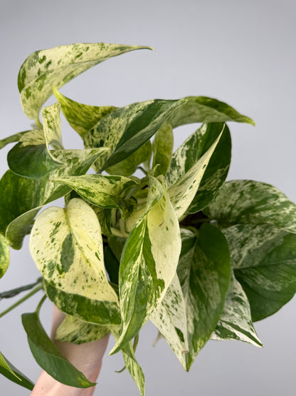 Epipremnum pinnatum Marble Queen Pothos Tropical Corner
