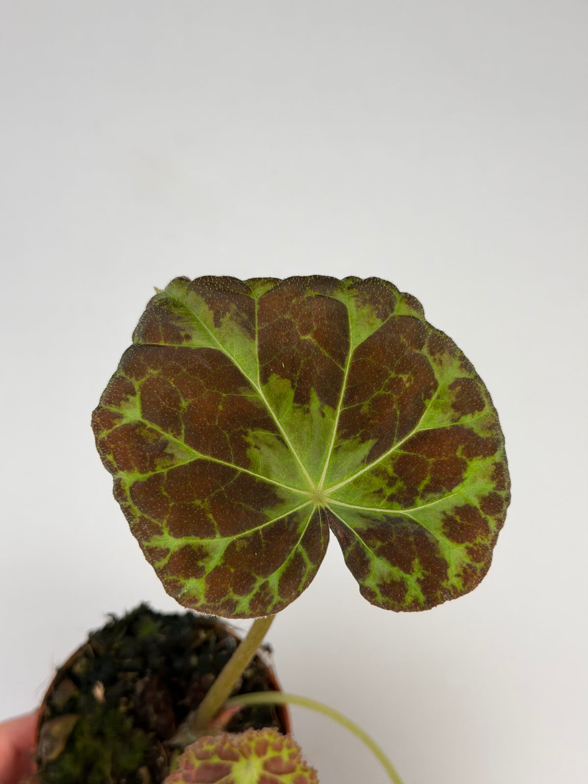 Begonia Barsalouxiae