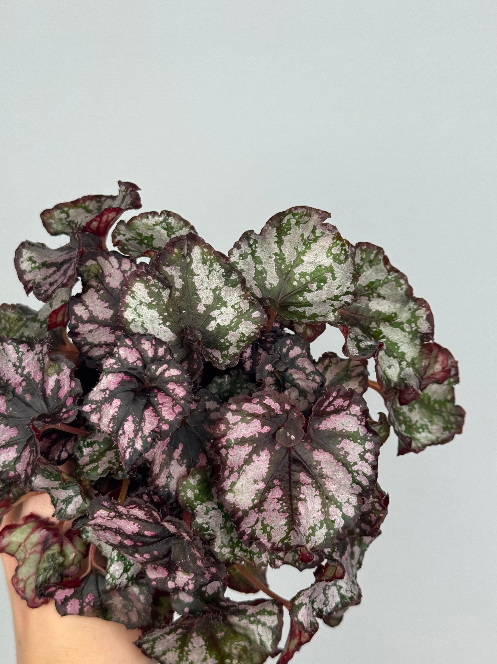 Begonia Harmony’s 'Twisted Sister'