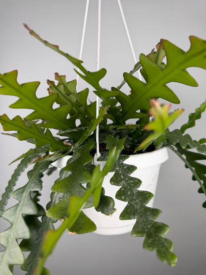 Selenicereus Anthonyanus Epiphyllum Tropical Corner