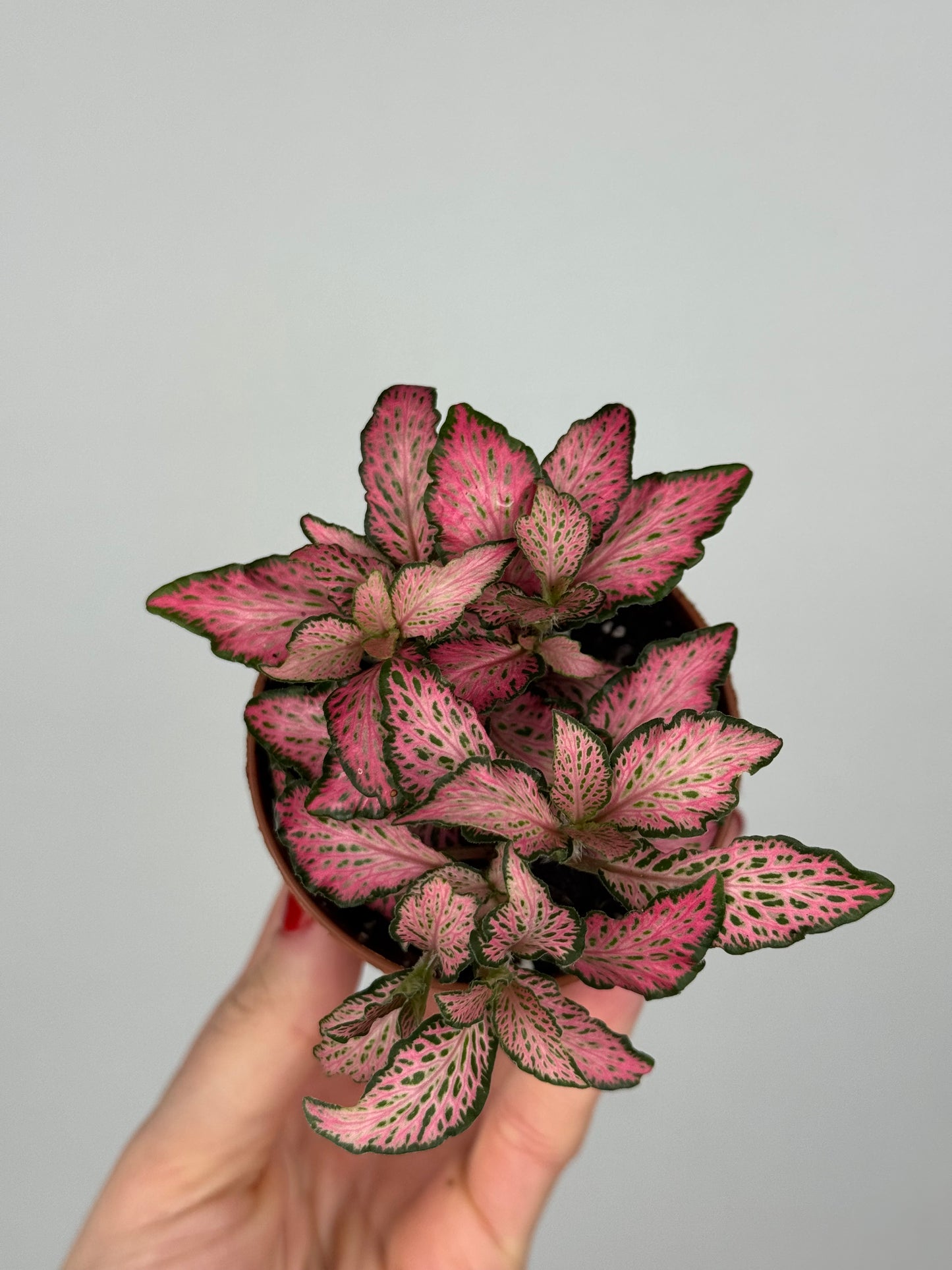 Fittonia Pink 'Forest Flame'