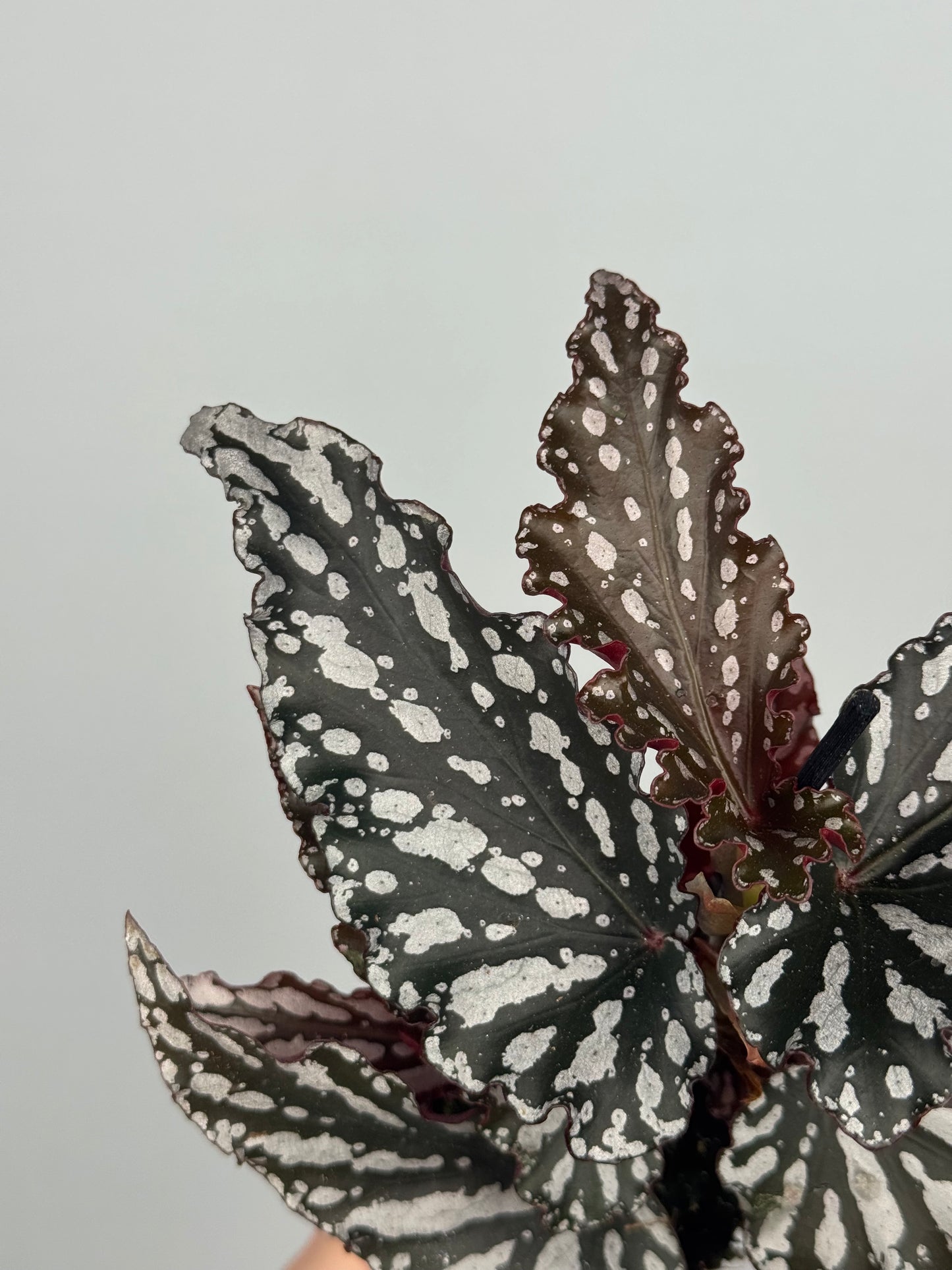 Begonia maculata 'Spotlight Dark'