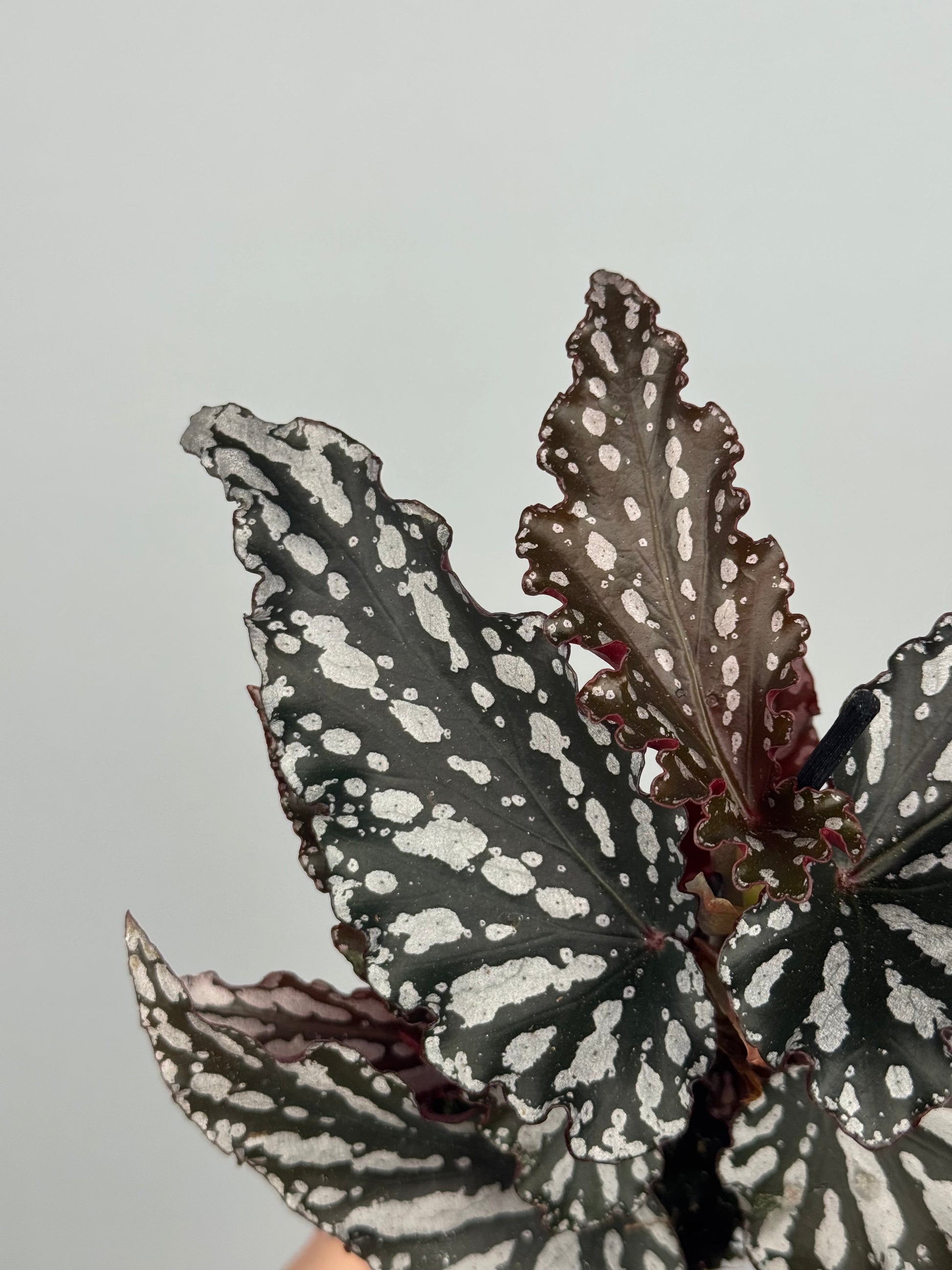 Begonia maculata 'Spotlight Dark'