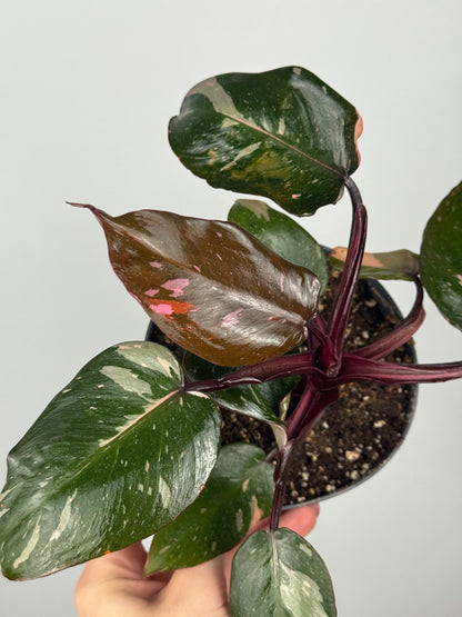 Philodendron Pink Marble | Sami