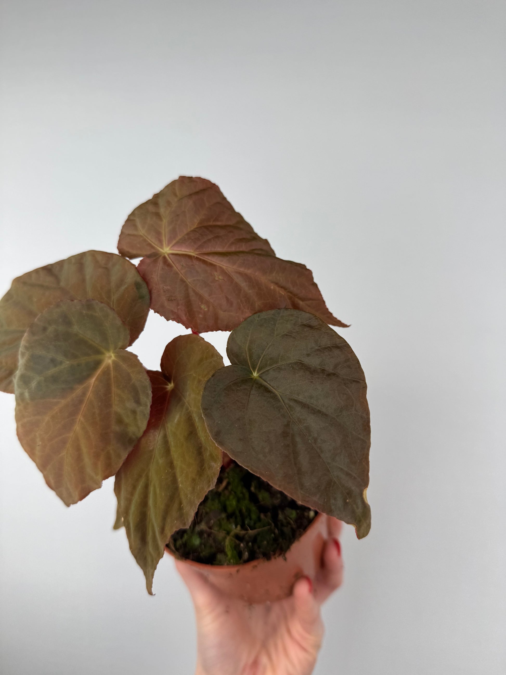 Begonia Pavonina