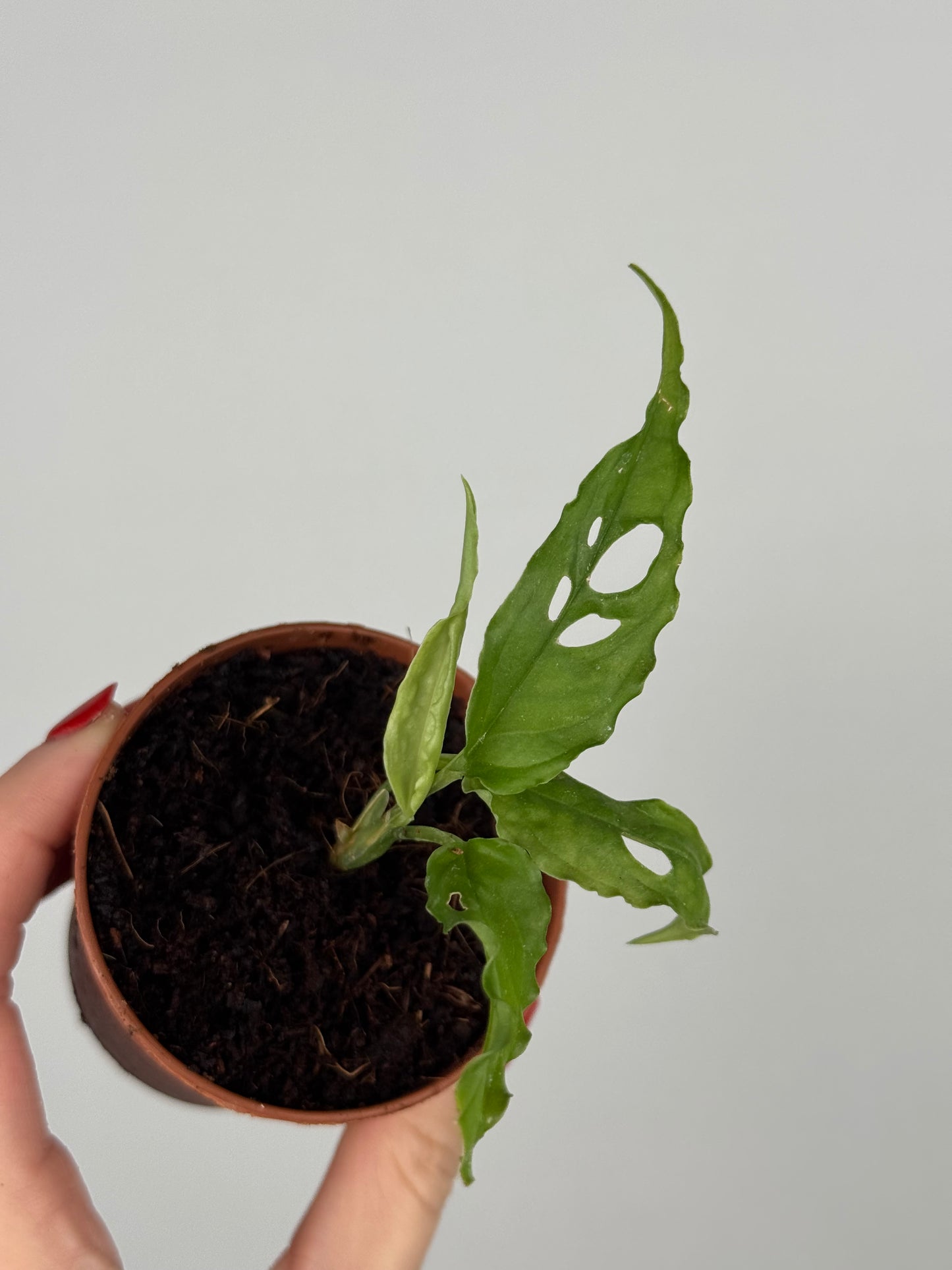 Monstera Obliqua “Perù” | Zahara