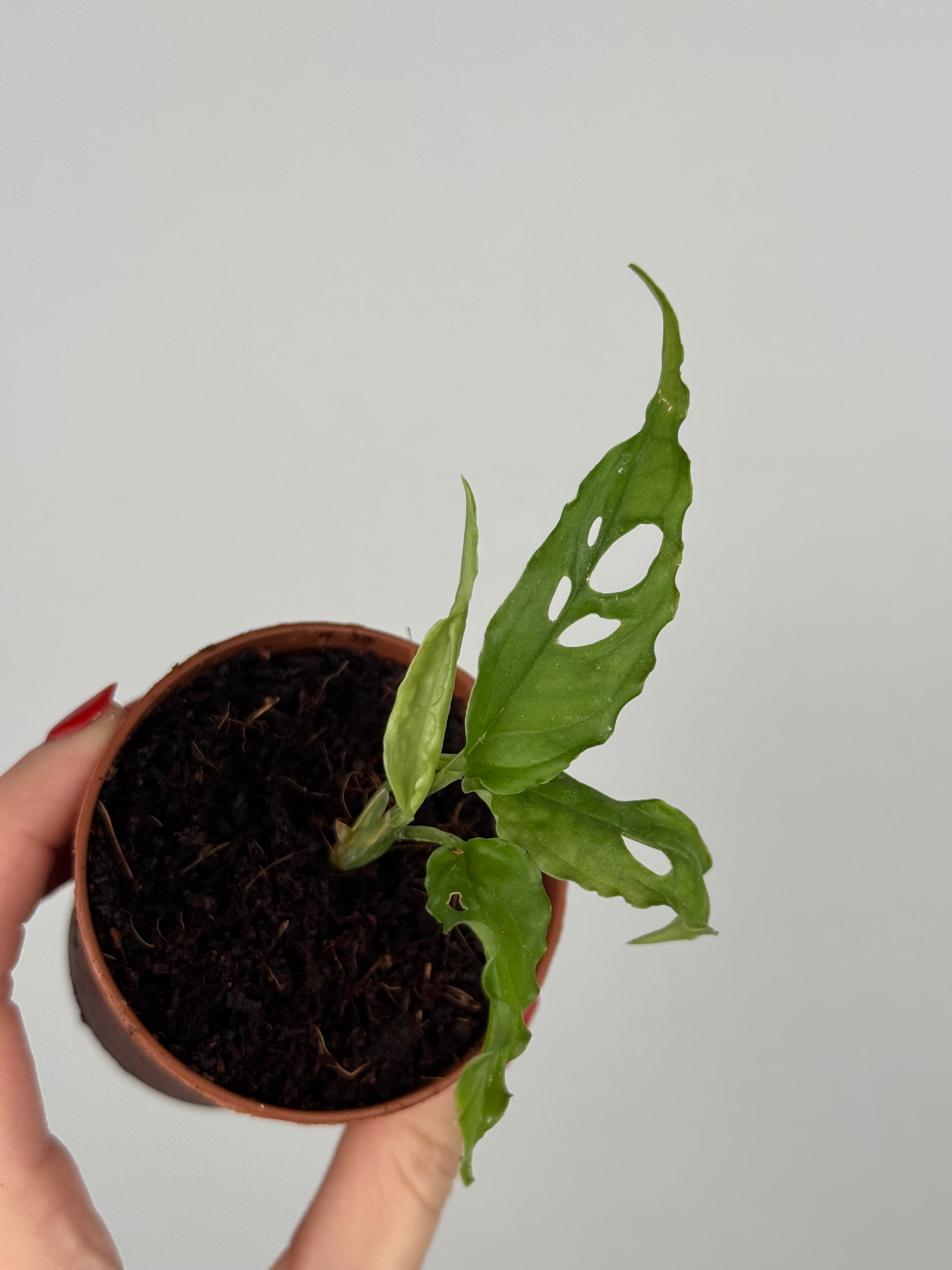 Monstera Obliqua “Perù” | Zahara