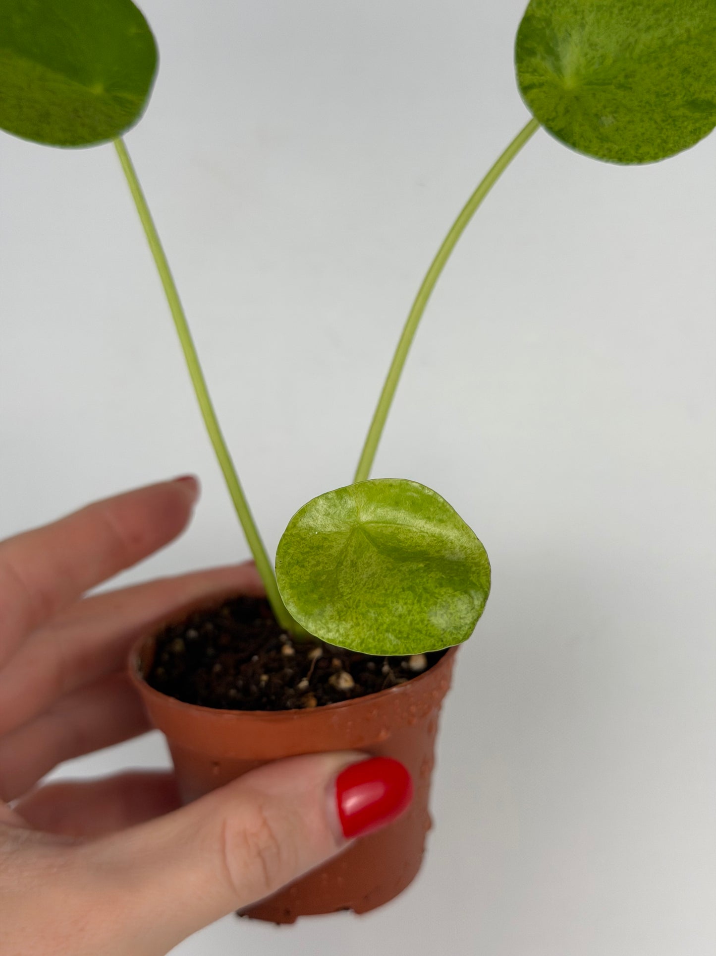 Pilea Peperomioides Mojito | Giada