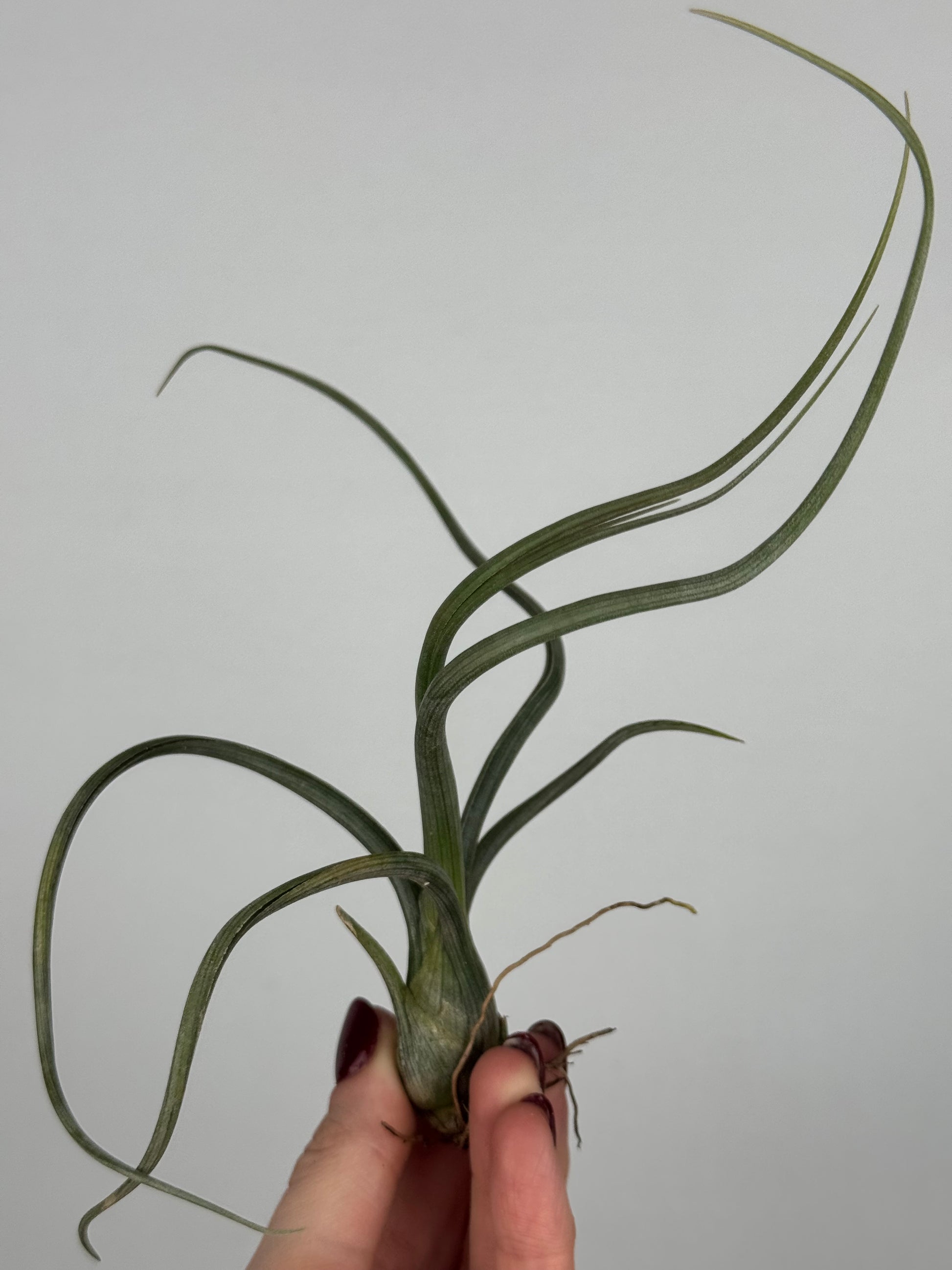 Tillandsia 'Baileyi'