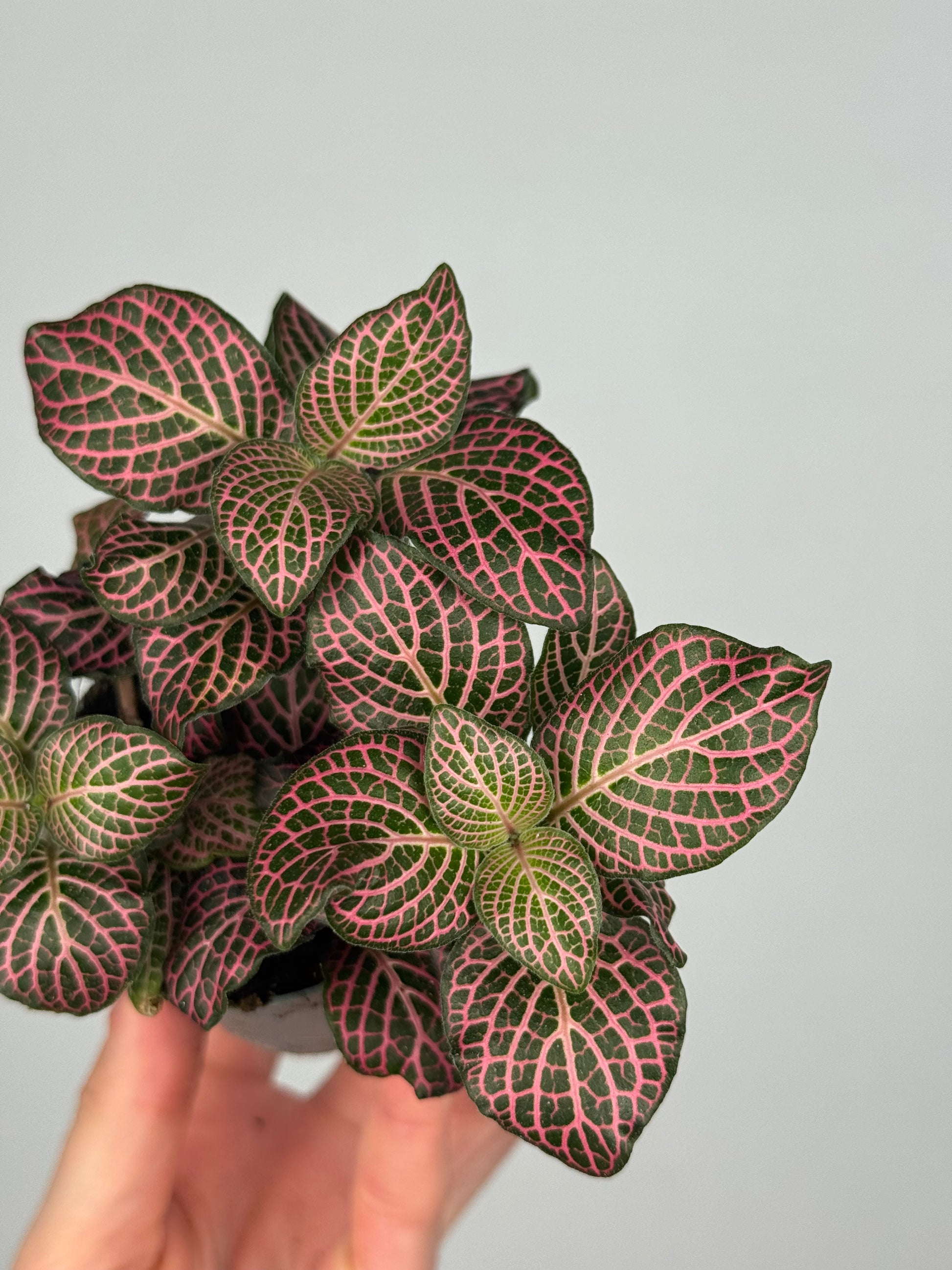 Fittonia Pink