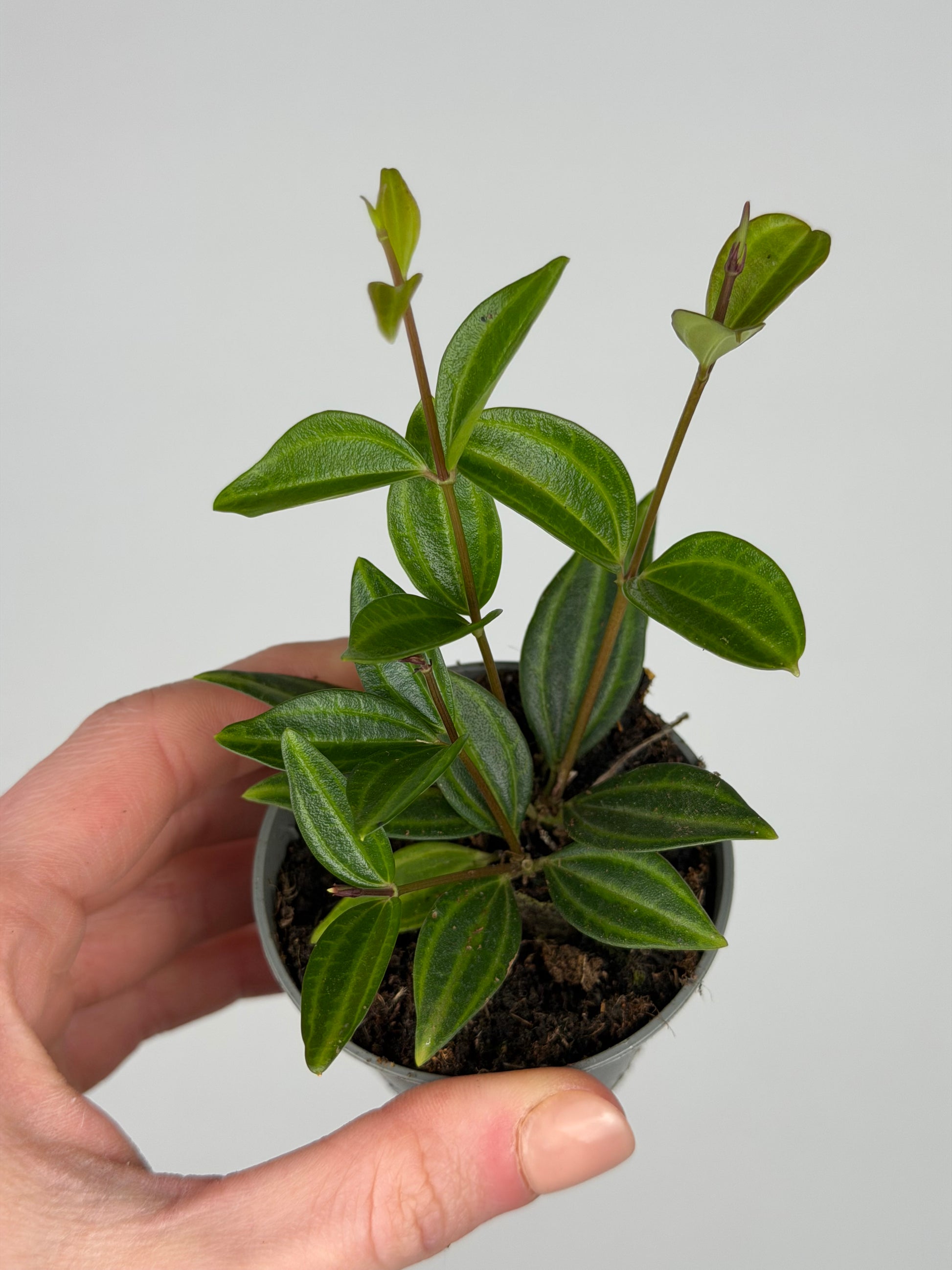 Peperomia 'Stripes' Peperomia Tropical Corner