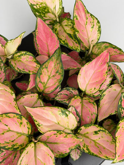 Aglaonema Red Valentine