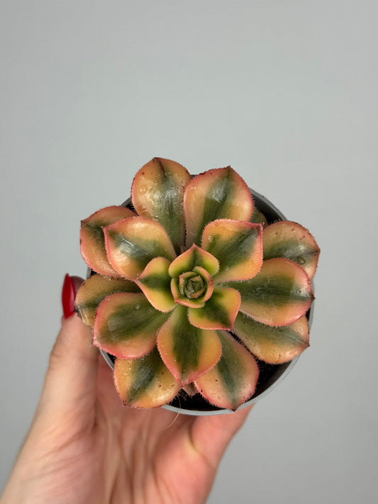 Aeonium Haworthii “Kiwi”