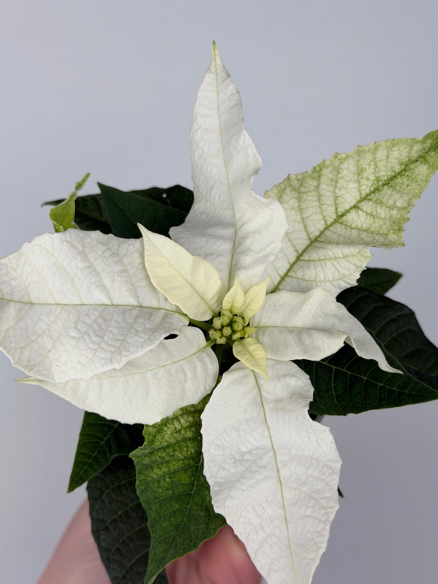 Euphorbia pul. Princettia Pure White