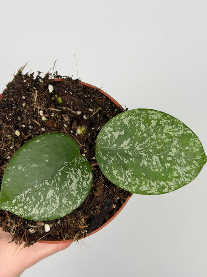 Hoya Parasitica 'Splash' Hoya Tropical Corner