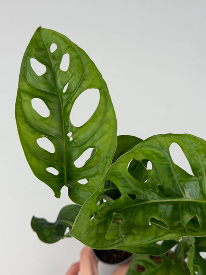 Monstera Adansonii 'Monkey Mask' Monstera Tropical Corner