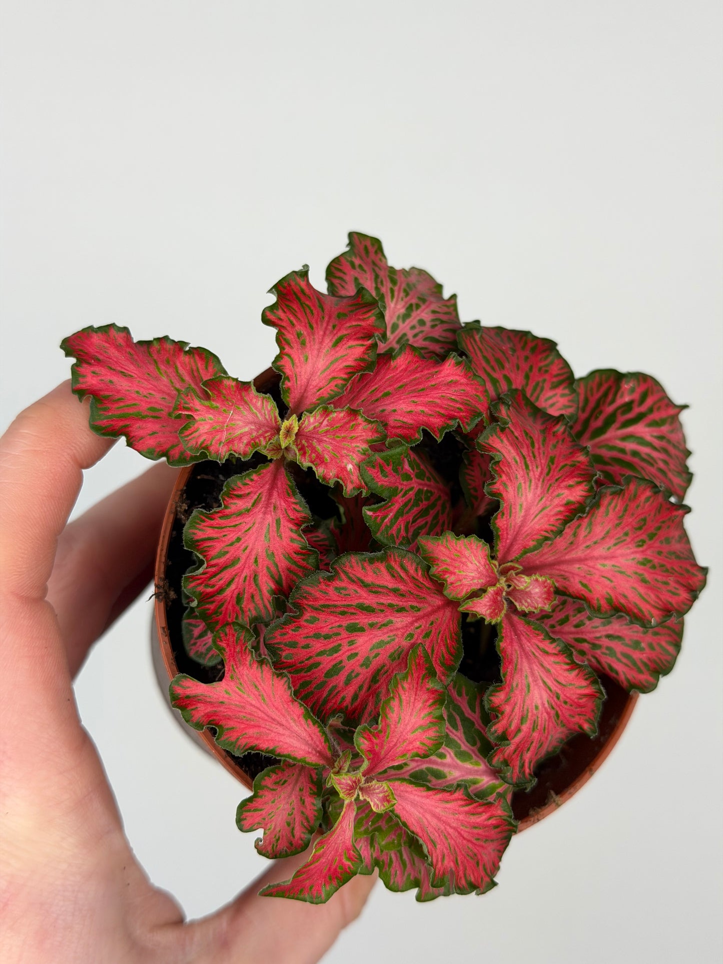 Fittonia 'Forest Flame' Fittonia Tropical Corner