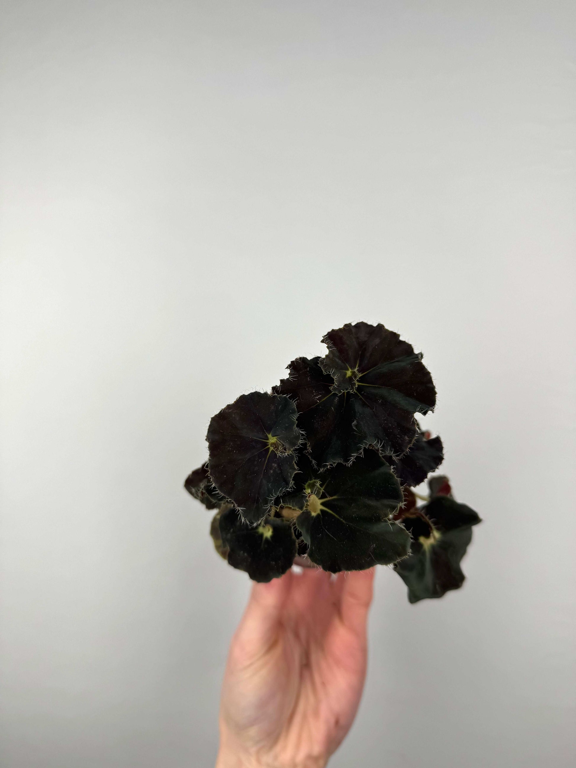 Begonia “Dark Mambo”