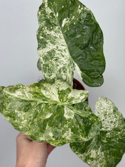 Alocasia Macrorrhiza Splash