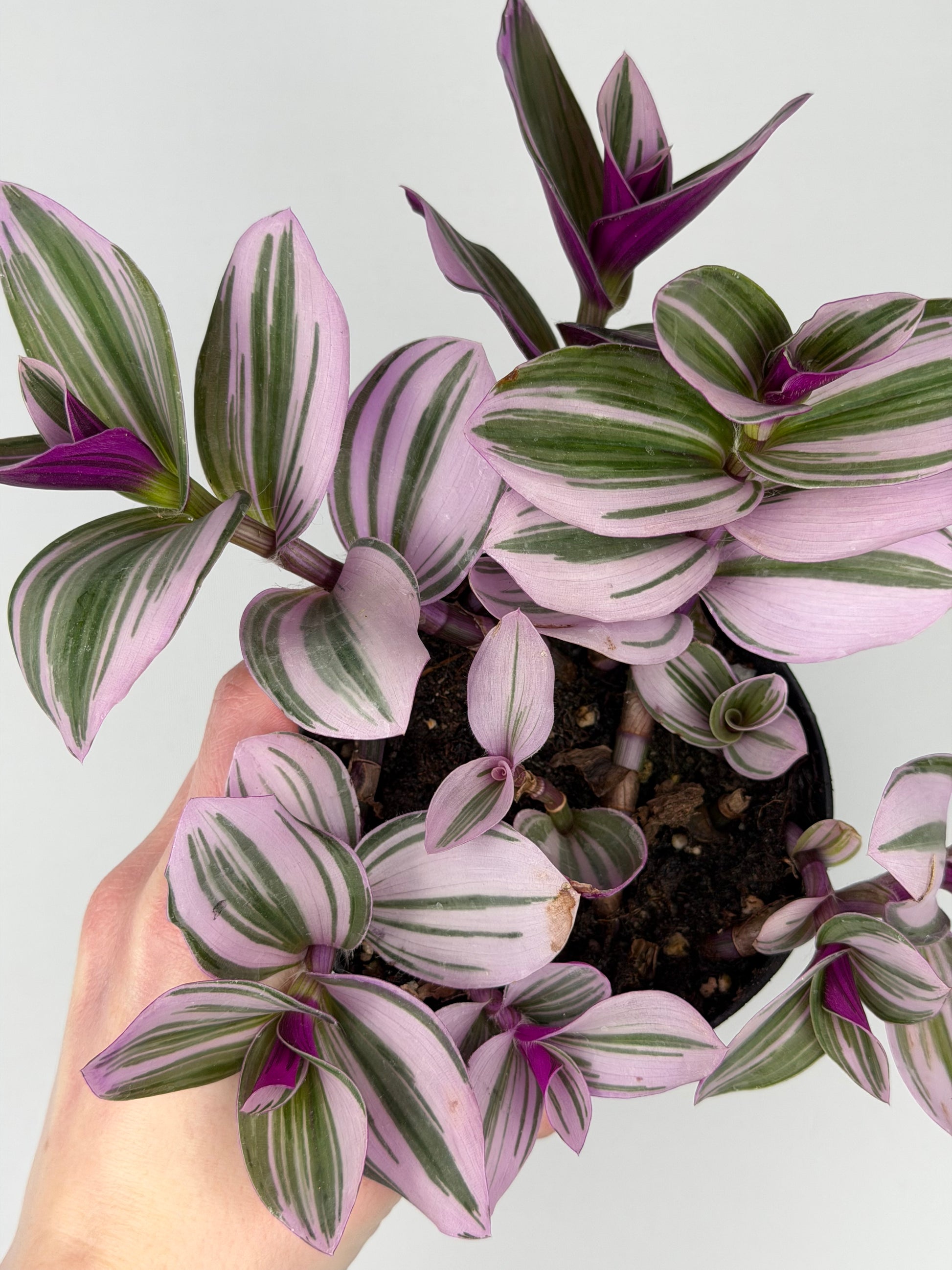 Tradescantia Albiflora “Nanouk” Tradescantia Tropical Corner