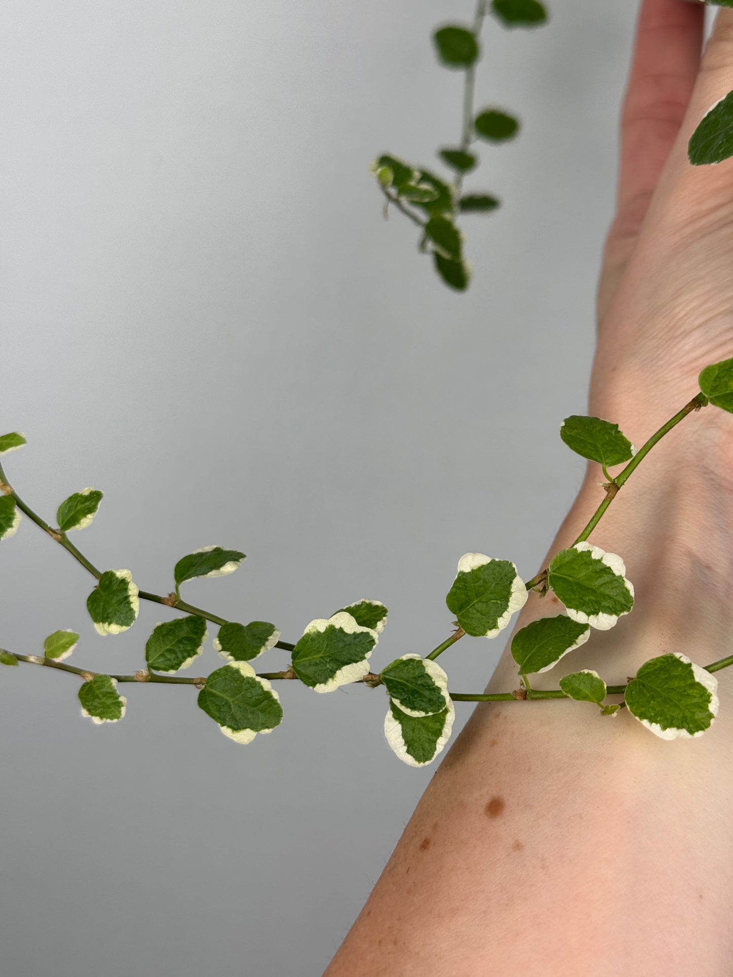 Ficus Pumila “White Sunny”