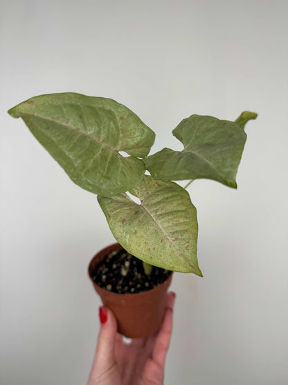 Syngonium Milk Confetti