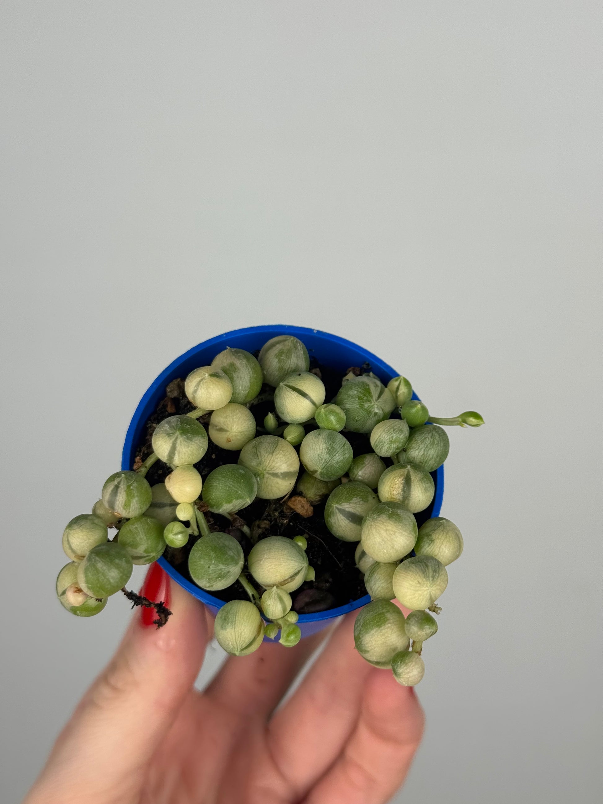 Senecio rowleyanus Variegata