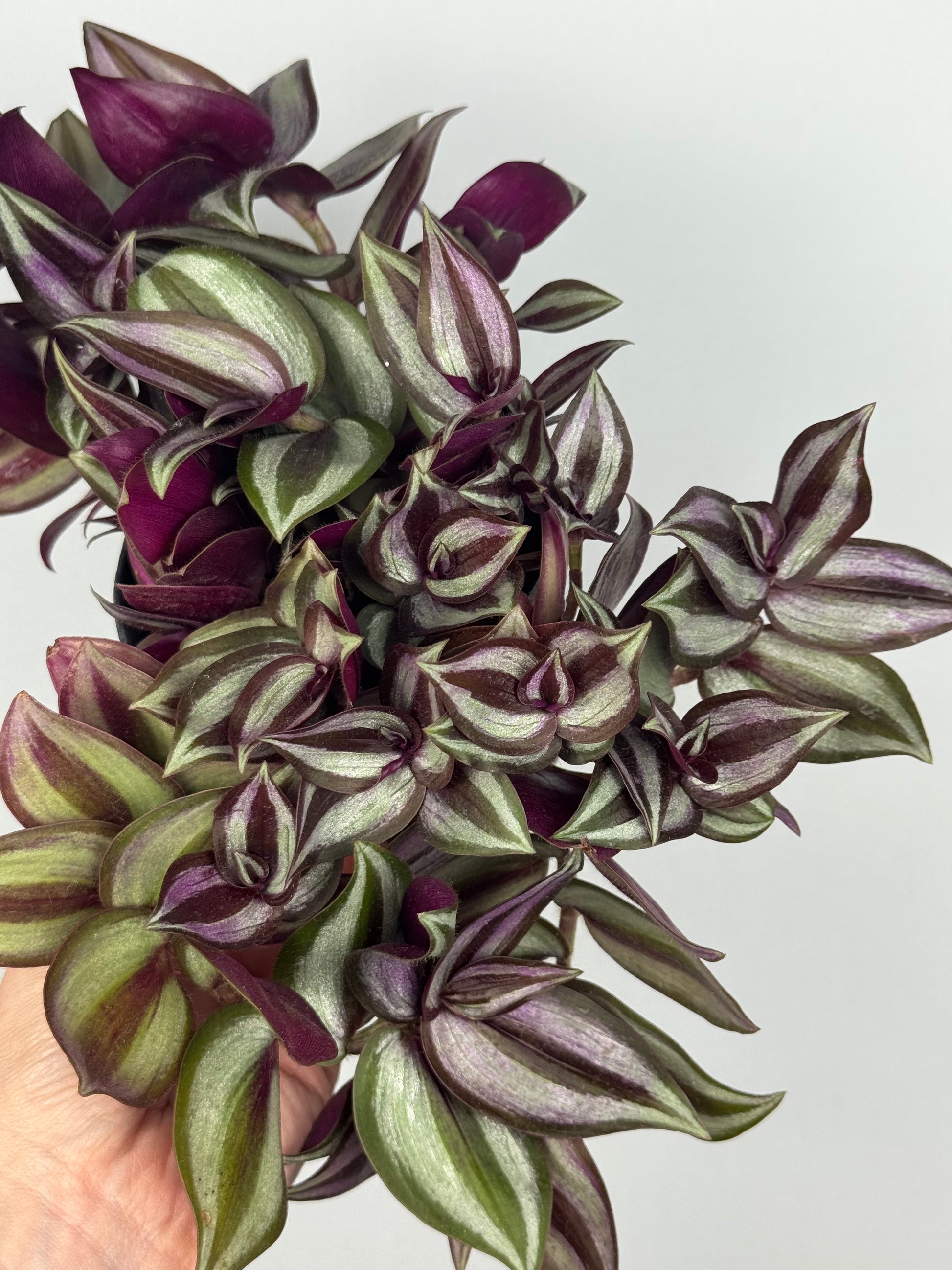 Tradescantia Zebrina “Violet Hill”