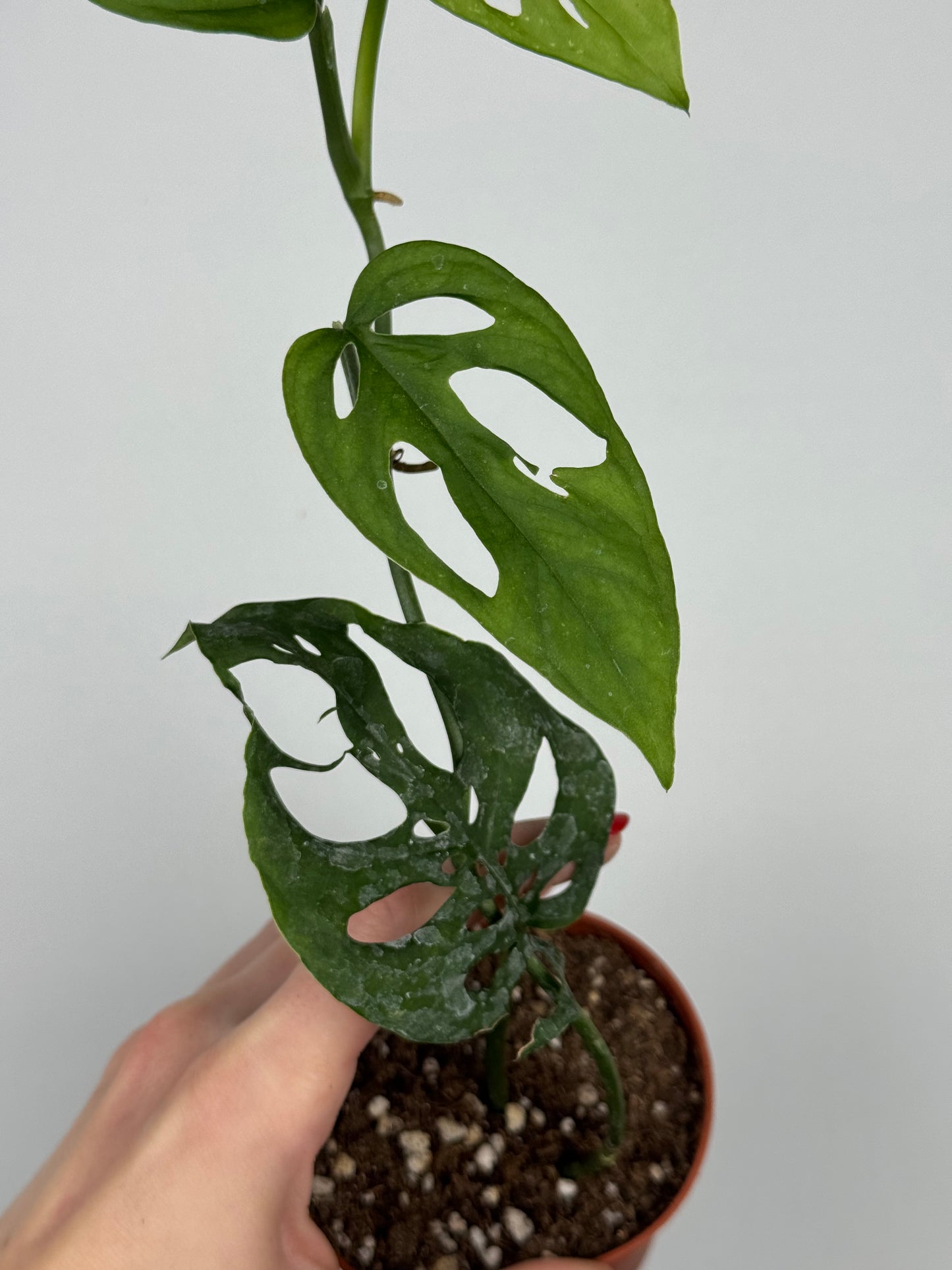 Monstera Adansonii | Indira