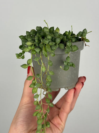 Senecio Herreianus