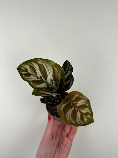 Calathea Makoyana