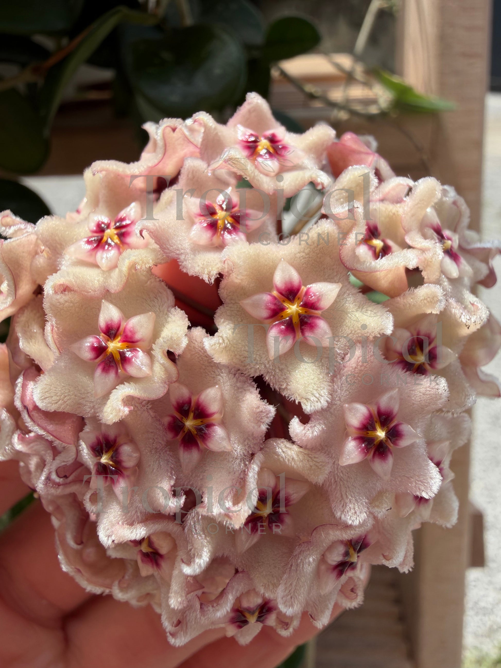 Hoya Mathilde Splash Hoya Tropical Corner