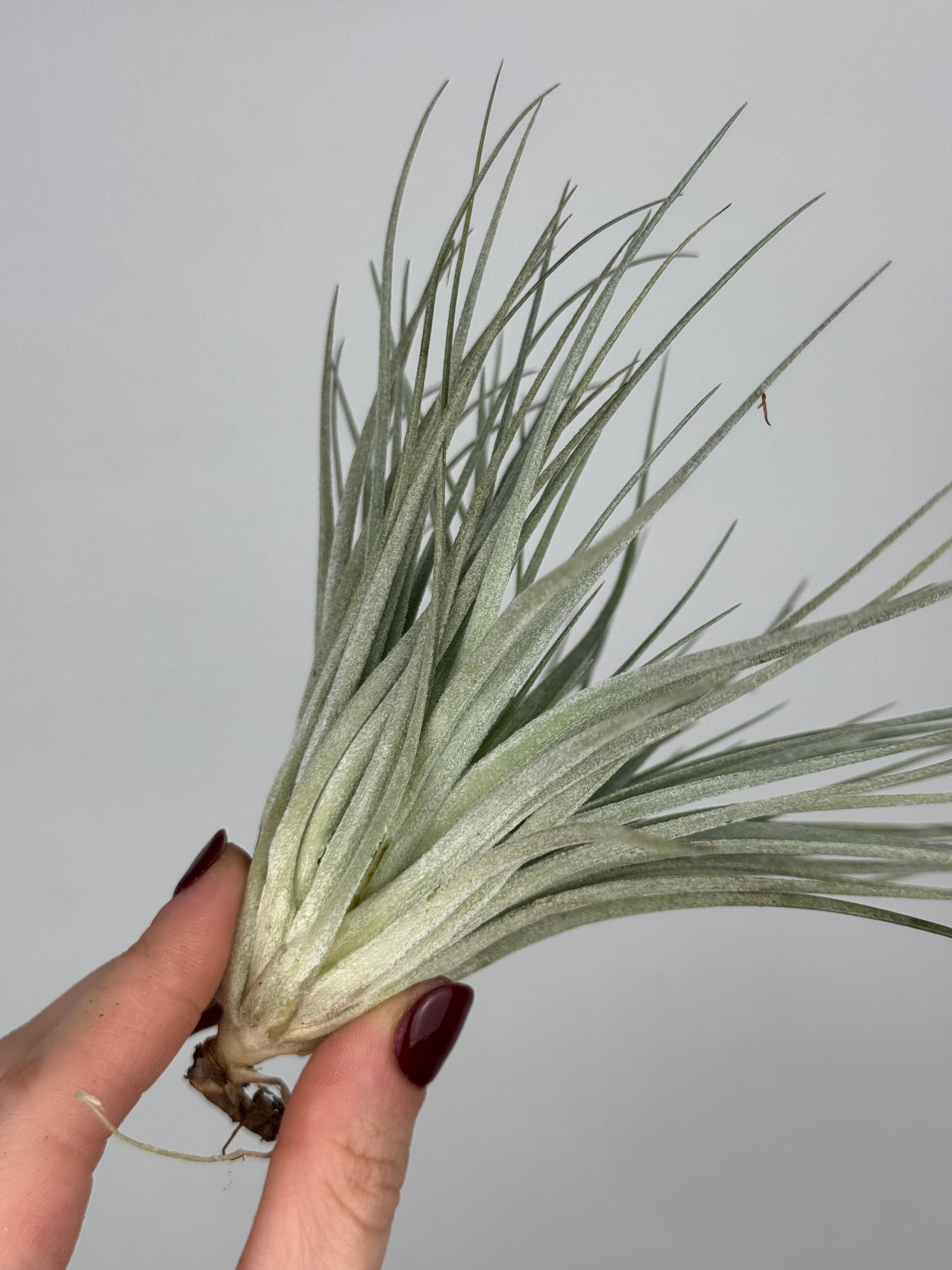 Tillandsia 'Super Silver'