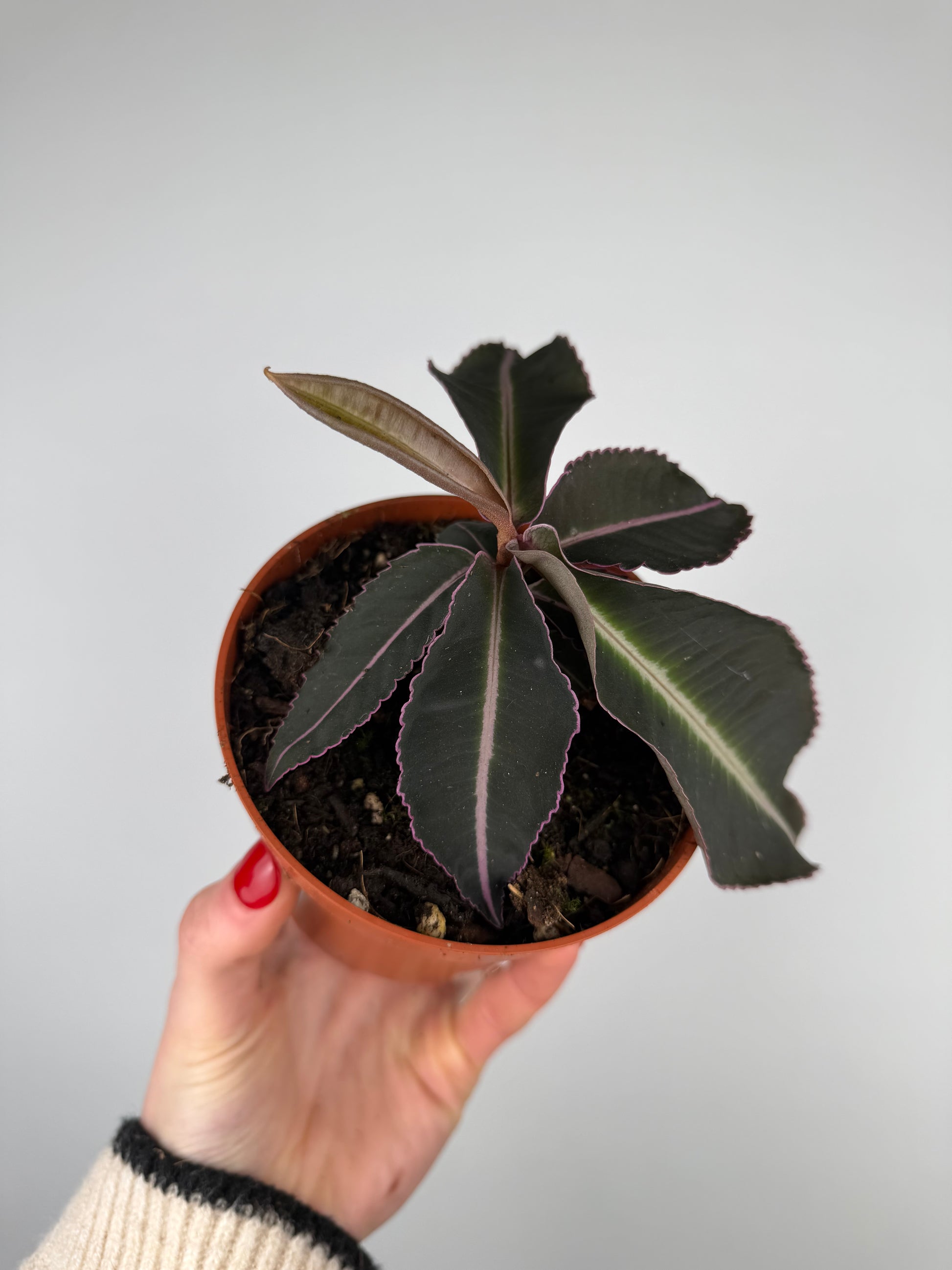 Labisia Pumila 'Electric Pink' Labisia Tropical Corner