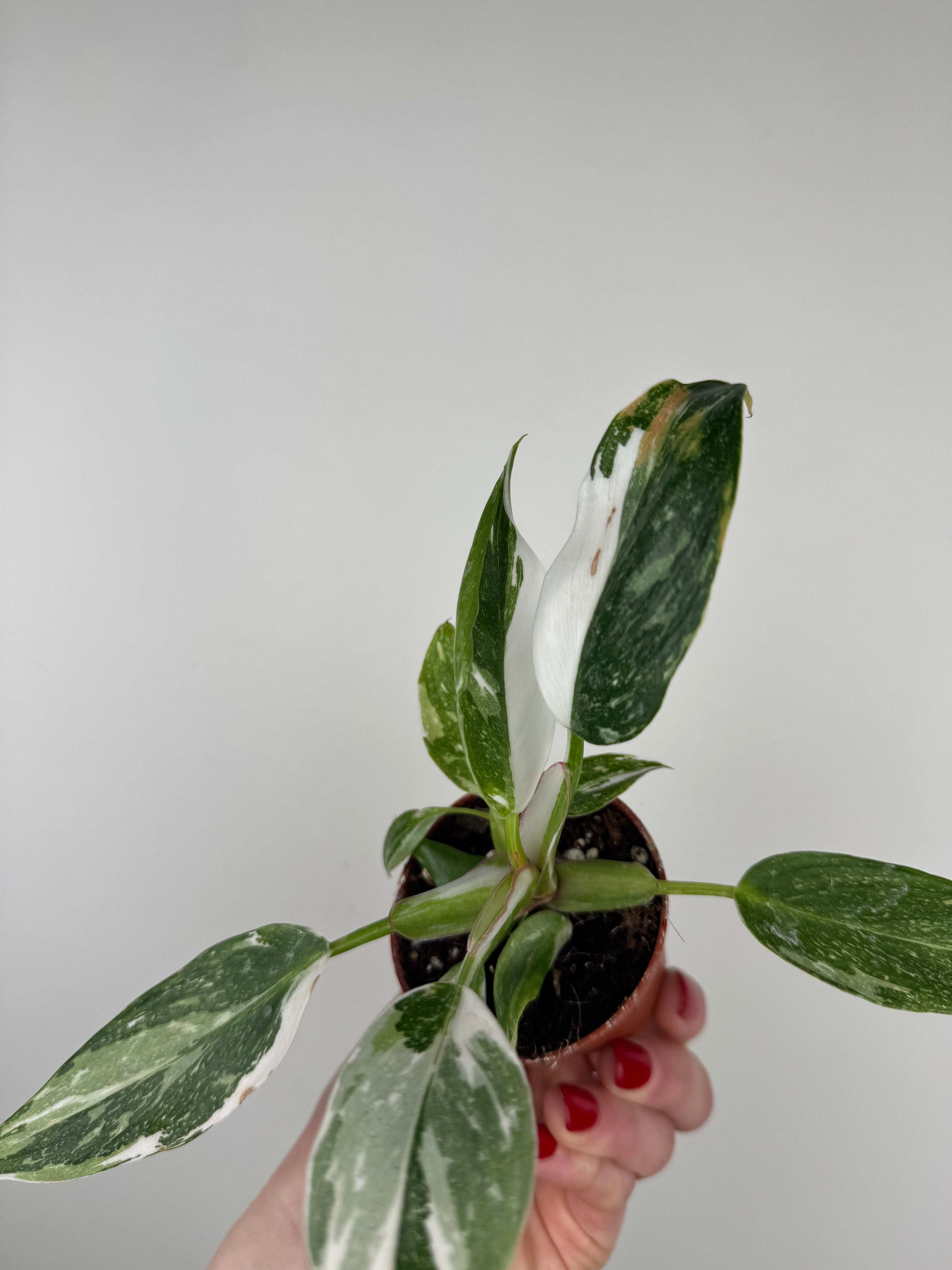 Philodendron "White Princess"