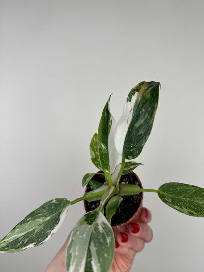 Philodendron "White Princess"