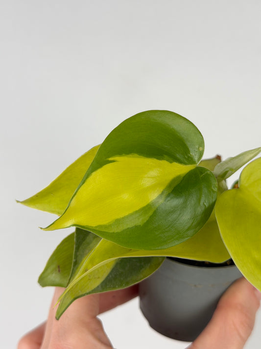 Philodendron Scandens Brasil Philodendron Tropical Corner