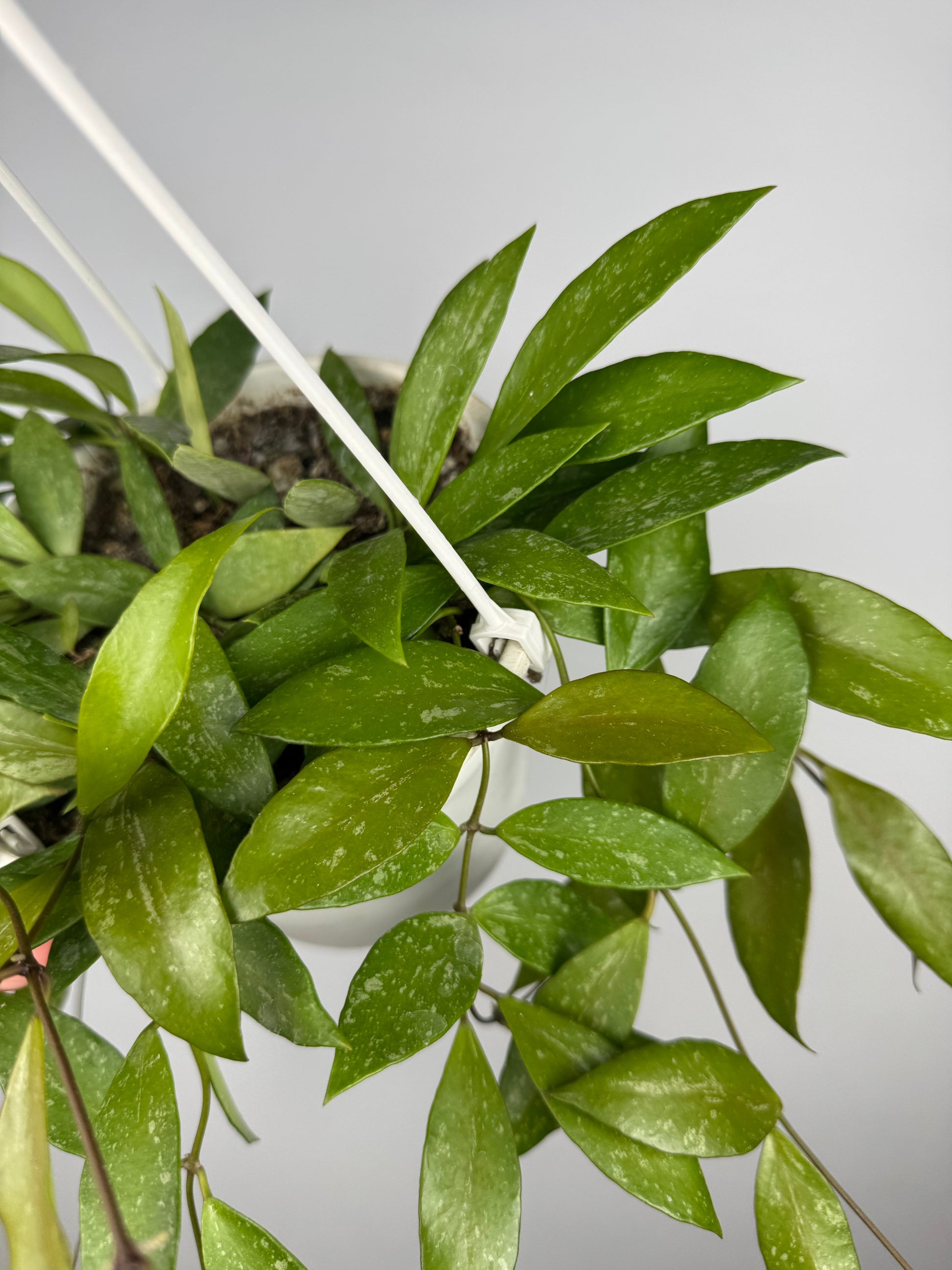 Hoya Gracilis