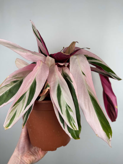 Stromanthe Sanguinea “Triostar” | Valeria