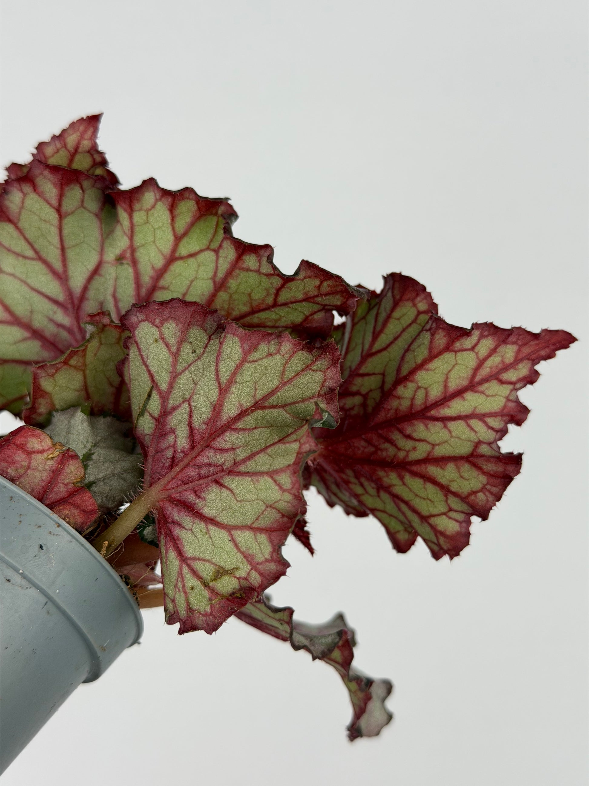 Begonia 'Spirit of Kwale'