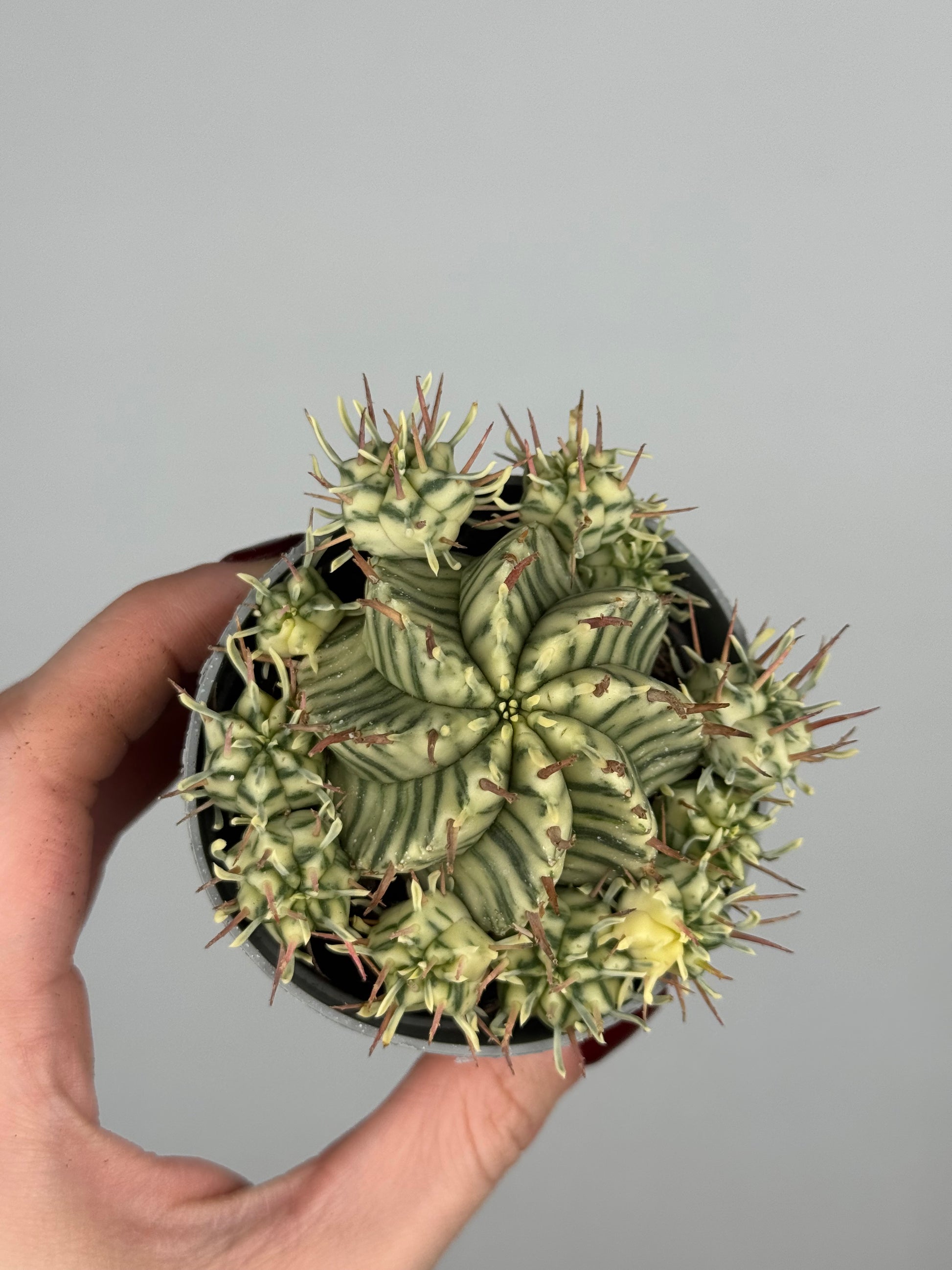 Euphorbia meloformis variegata