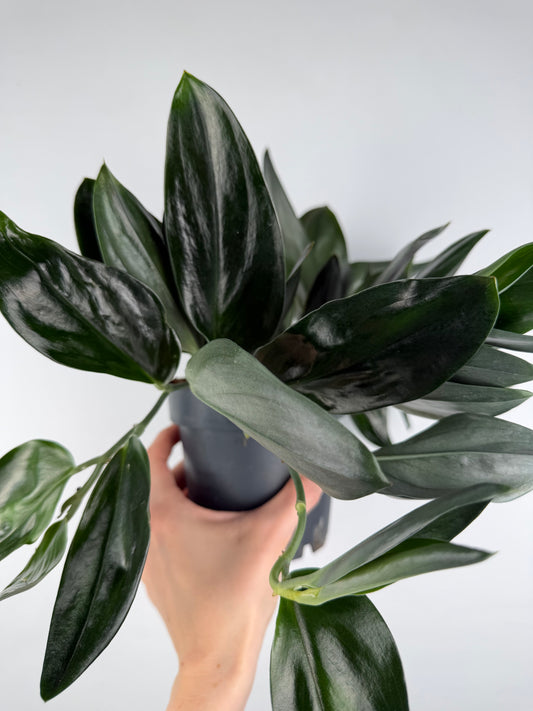Scindapsus Treubii 'Dark Form'