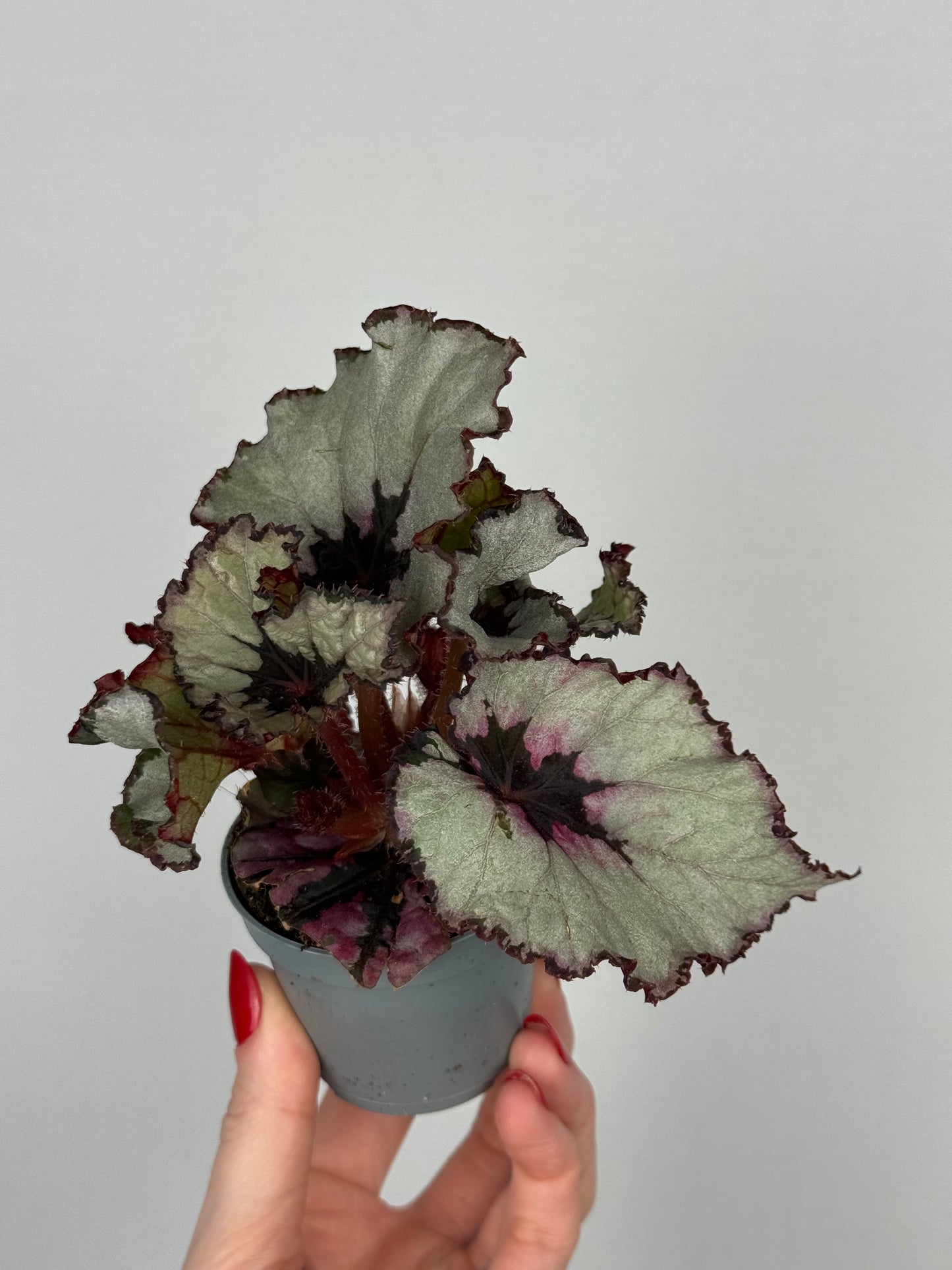 Begonia “Evening Glow”